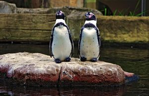 Pinguinparty