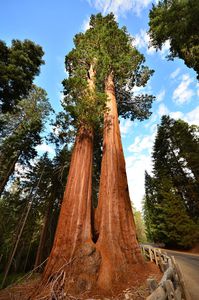 Sequoia