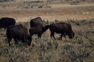 Yellowstone Bisons