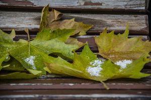 Der erste Schnee